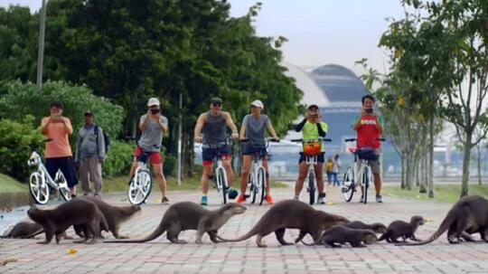 Berang Berang Yang Selalu Imut Beberapa Hal Menarik Mengenai