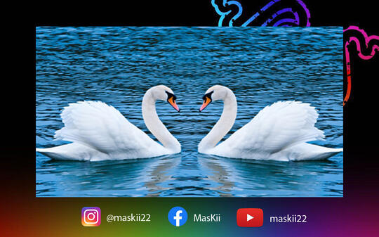 Gak Gampang Selingkuh Inilah Hewan Yang Sangat Setia Sama