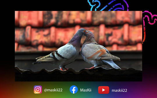 Gak Gampang Selingkuh Inilah Hewan Yang Sangat Setia Sama