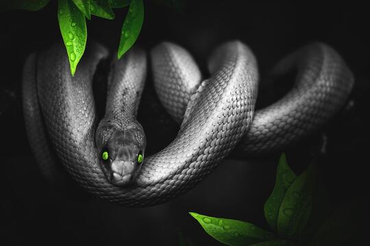 Pelajaran Yang Bisa Kita Ambil Dari Pawang Ular Yang Meninggal Akibat Digigit Ular