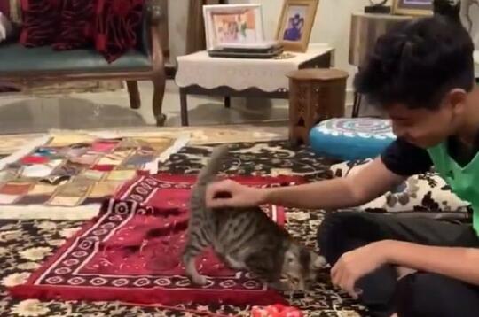 Seperti Seekor Anjing, Sifat Kucing Ini Sangat Nurut dengan Majikannya