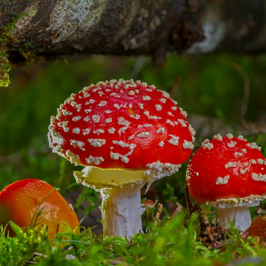 Cuitan Kocak Tentang Magic Mushroom, Jamur Setara Narkotika.