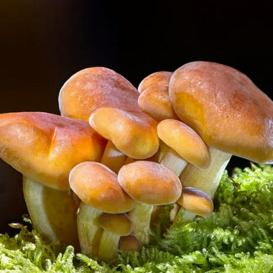 Cuitan Kocak Tentang Magic Mushroom, Jamur Setara Narkotika.