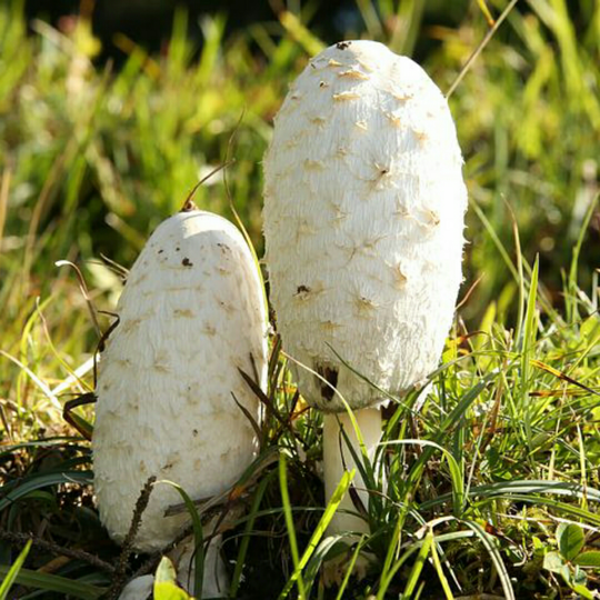 Cuitan Kocak Tentang Magic Mushroom, Jamur Setara Narkotika.