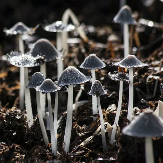 Cuitan Kocak Tentang Magic Mushroom, Jamur Setara Narkotika.