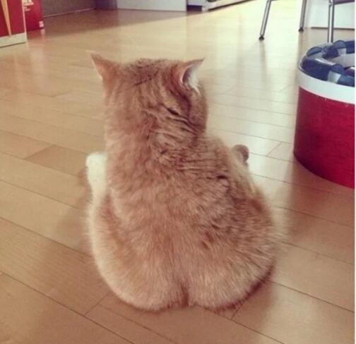 10 Foto Kucing Bar Bar Lucu