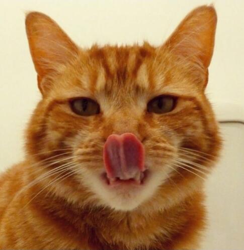 10 Foto Kucing Bar Bar Lucu