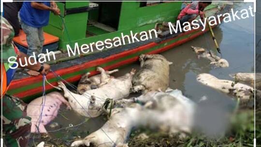 Pilih Mana? Save Harimau Sumatera atau Save Babi?