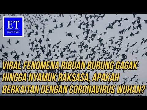 20+ Nyamuk dan burung gagak di wuhan terbaru