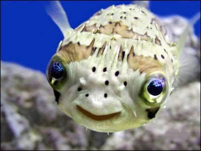 10 Ikan Terlucu dan Unik, Nomer 9 Bikin Ngakak