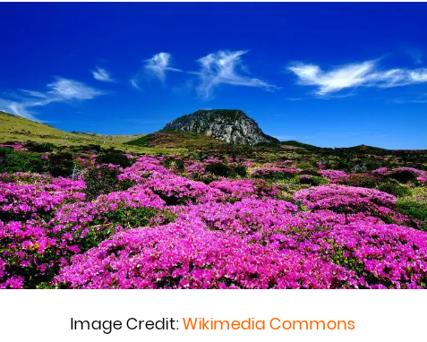 Beberapa Hal Menarik dari Gunung Hallasan di Pulau Jeju