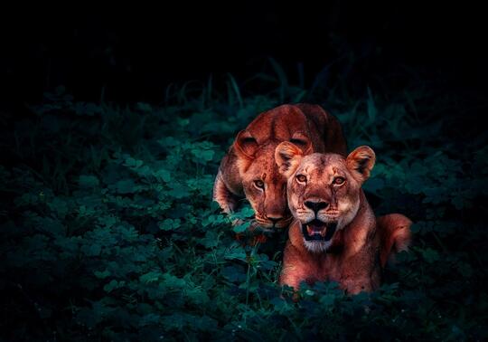 Wildlife Fotografi Terbaik Tahun Ini: Pemenangnya Mindblowing Banget