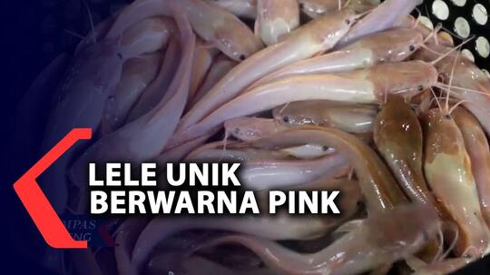 Viral! Lele Barbie Berwarna Pink Banyak Di Minati, Berminat Ternak Ga Nih Gan?