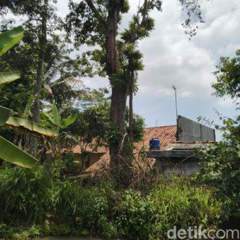 Konon, Tebang Pohon Bungur di Ciamis Ini Bisa Meninggal Mendadak