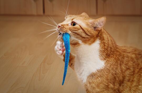 Alasan Kenapa Kucing Suka Membawa "Hadiah" Ke Rumah