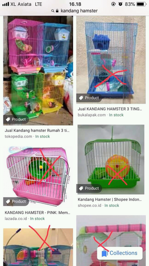 Info untuk para calon adopter atau yang baru pertama kali pelihara hammy 💙