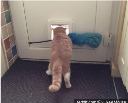 15 Potret Kelakuan Kucing Tanpa Dosa Bikin Ngakak KASKUS - kelakuan
kucing