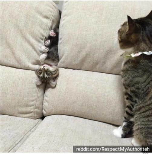 15 Potret Kelakuan Kucing Tanpa Dosa Bikin Ngakak