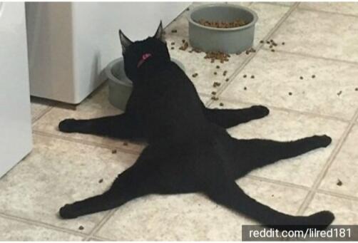 15 Potret Kelakuan Kucing Tanpa Dosa Bikin Ngakak