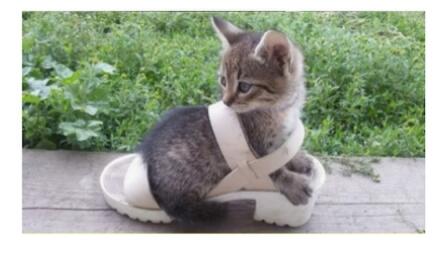 15 Potret Kelakuan Kucing Tanpa Dosa Bikin Ngakak
