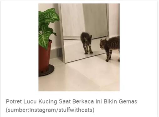 15 Potret Kelakuan Kucing Tanpa Dosa Bikin Ngakak