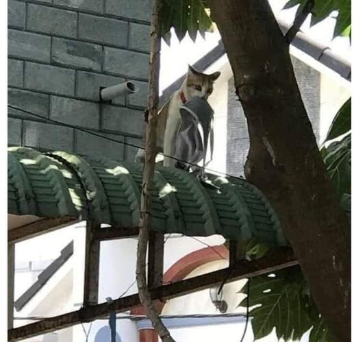 15 Potret Kelakuan Kucing Tanpa Dosa Bikin Ngakak