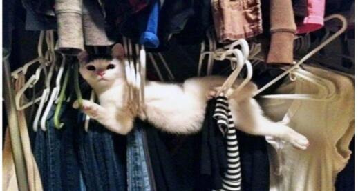 15 Potret Kelakuan Kucing Tanpa Dosa Bikin Ngakak