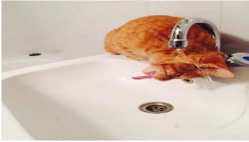 15 Potret Kelakuan Kucing Tanpa Dosa Bikin Ngakak