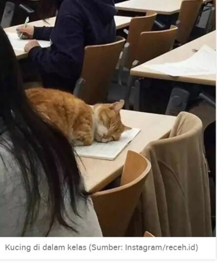 15 Potret Kelakuan Kucing Tanpa Dosa Bikin Ngakak