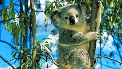 Mengenal Koala si Malas dan Bawel, Cari Tahu Di Sini!