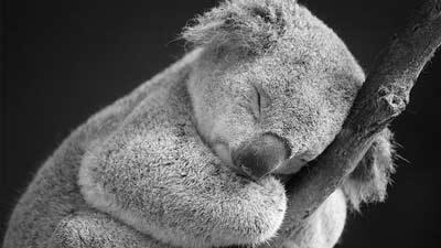 Mengenal Koala si Malas dan Bawel, Cari Tahu Di Sini!