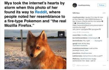Pernah Viral, Ini 'PENAMPAKAN' Anjing Atau Rubah ?? Netizen Kembali Bingung !