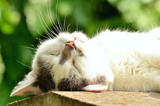 10 Fakta Kucing Yang "Emang Iya begitu?"