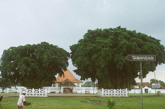 Jogja dan Misteri Beringin Kembar Alun-Alun Selatan