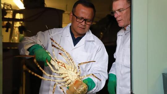 Edhy Prabowo Sebut Lobster Tidak akan Punah Meski Sering Diambil