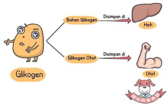 Apa itu Diet Atkins