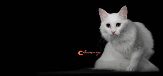 Tidak Semua Kucing Bulu Panjang Itu Angora