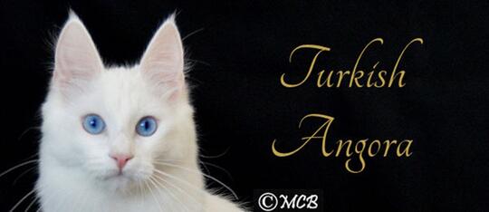 Tidak Semua Kucing Bulu Panjang Itu Angora