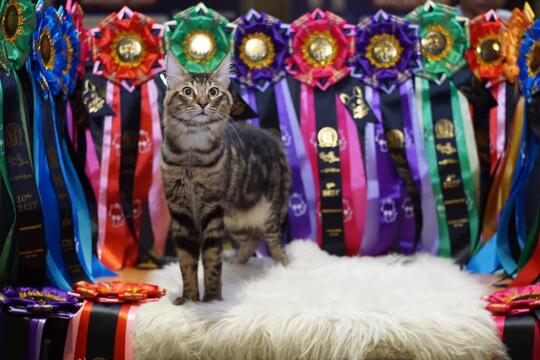 Tidak Semua Kucing Bulu Panjang Itu Angora