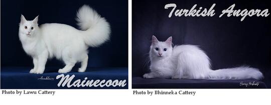 Tidak Semua Kucing Bulu Panjang Itu Angora