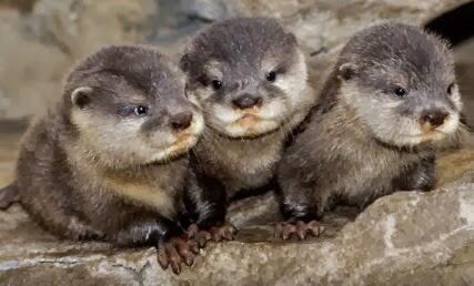 Otter, Hewan Peliharaan yang Populer di Zaman Now