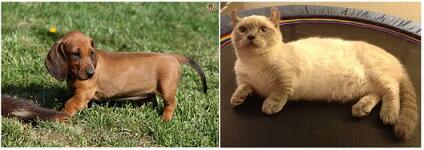 Munchkin, Kucing Berkaki Pendek yang Menggemaskan