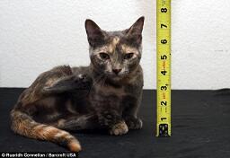 Munchkin, Kucing Berkaki Pendek yang Menggemaskan