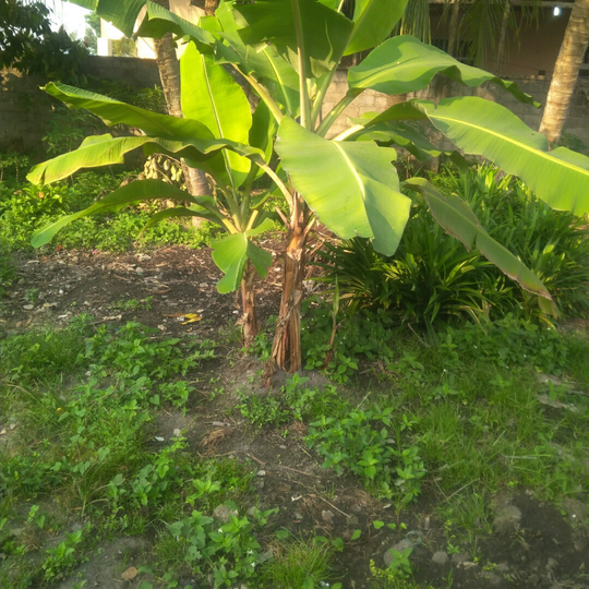 Aktivitas Masih Seperti Biasa, #mumpungdirumah Bersihkan Kebun Yuk!