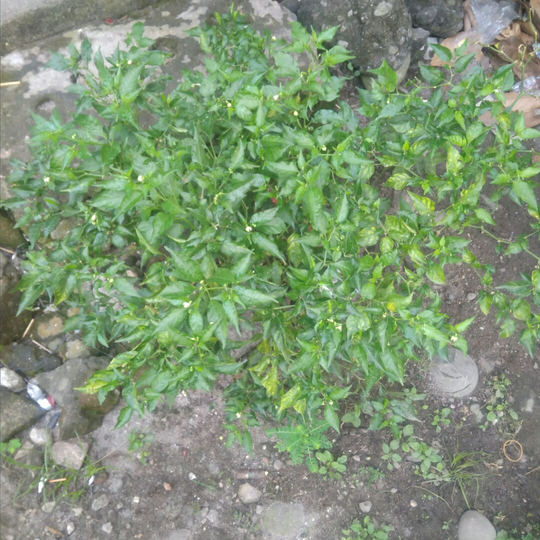 Aktivitas Masih Seperti Biasa, #mumpungdirumah Bersihkan Kebun Yuk!