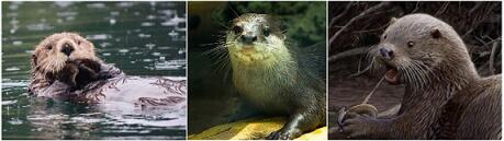 Otter, Hewan Peliharaan yang Populer di Zaman Now