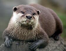 Otter, Hewan Peliharaan yang Populer di Zaman Now