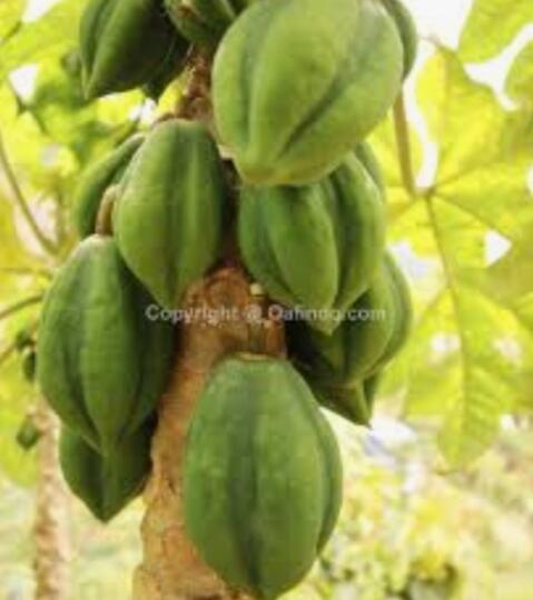 Mengenal buah Carica,buah yang heboh hasilkan puluhan juta per bulan