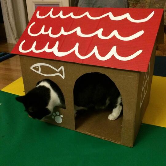Serunya Membuat Rumah Kucing Dari Kardus Bekas, Mumpung Dirumah Gan !