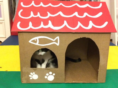Serunya Membuat Rumah Kucing Dari Kardus Bekas, Mumpung Dirumah Gan !